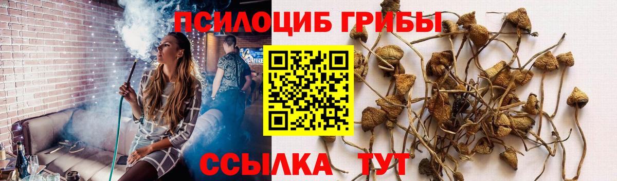 наркота  Галлюциногенные грибы прущие грибы  Вход с VPN  Губкин  Псилоцибиновые грибы Psilocybe 
